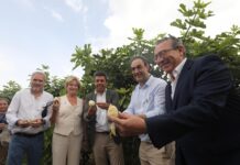 La Diputación incrementa un 20% la ayuda a la breva de Albatera para apoyar y promocionar esta fruta