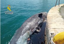 La Guardia Civil recupera el cadáver de un cachalote de 10 metros en aguas de Alicante