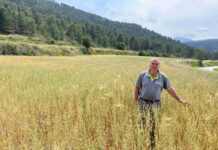 ASAJA advierte que los bajos precios no cubrirán costes a pesar del repunte del cereal alicantino