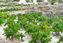 ASAJA Alicante informa que la uva moscatel de Teulada recupera un 60% de producción tras un 2024 nulo por la sequía
