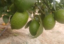 Los cítricos alicantinos pierden un 15,2% de producción respecto a la campaña anterior