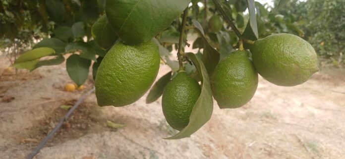 Limón_Fino_96_a_falta_de_15_días_para_ser_recolectado