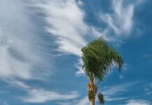 El viento volverá a azotar la provincia: alertas naranjas para todo el fin de semana